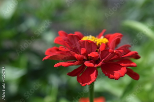 Colorful red yellow and blue flowers of zinnia close up