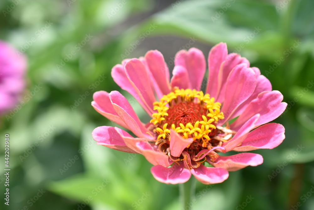 Colorful red yellow and blue flowers of zinnia close up Colorful red yellow and blue flowers of zinnia close up