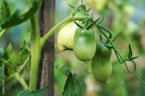unripe tomatoes on a branch in the greenhouse