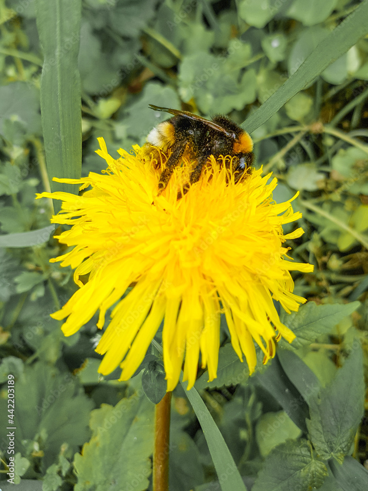 bumblebee on mountain bluet flower also bachelor's button (in german Berg-Flockenblume) Cyanus montanus also Centaurea montana bumblebee on mountain bluet flower also bachelor's button (in german Berg-Flockenblume) Cyanus montanus also Centaurea montana