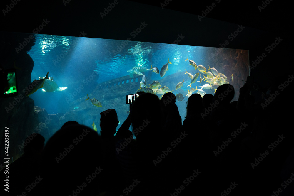 Obraz premium a large company of people came on a tour of the aquarium. People tourists take photographs of fish in a large aquarium.