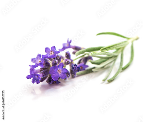 Lavender flower with leaves isolated on white background