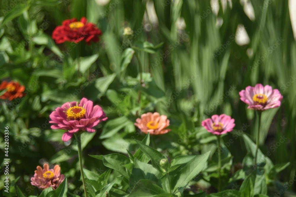 Colorful tsinia flowers taken from the side in the garden with bokeh