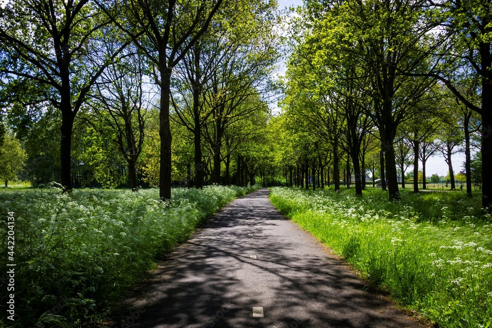 A landscape portrait of a bicycle road in the middle of a forest on a sunny day. The road has trees at both sides and is split up in lanes by a dashled line to make traffic possible in both ways.
