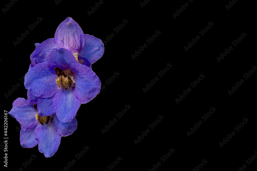 Fototapeta premium delphinium isolated on black background