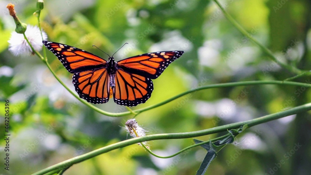 butterfly on a flower butterfly on a flower