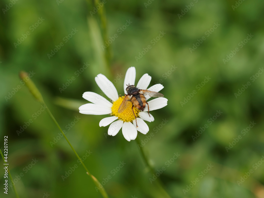 Tachinaire sauvage ou tachina fera posée sur une fleur de marguerite Tachinaire sauvage ou tachina fera posée sur une fleur de marguerite