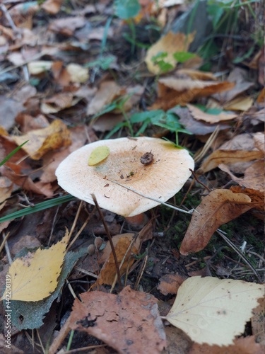 mushroom in autumn forest