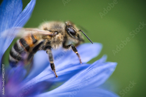 a western honeybee, Apis mellifera, in close-up, which belongs to the true bees, collects pollen from a beautiful cornflower
