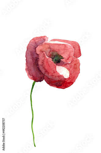 Watercolor hand drawn sketch illustration of Red poppy art