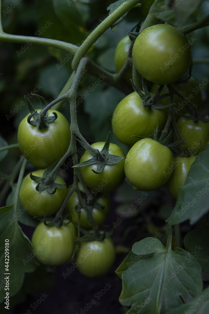 a branch of unripe tomatoes