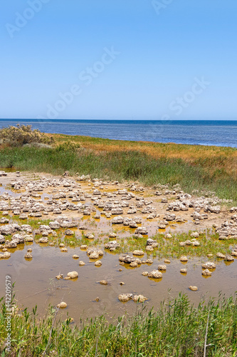 Absheron National Park created to preserve gazelles, Caspian seals and waterfowl living in this territory
