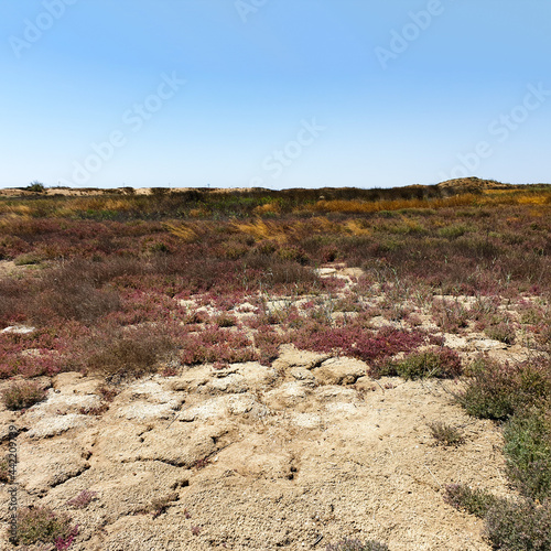 Absheron National Park created to preserve gazelles, Caspian seals and waterfowl living in this territory