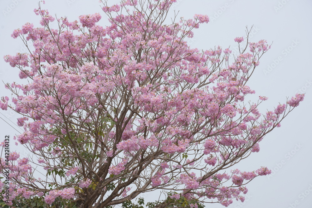 pink flowers