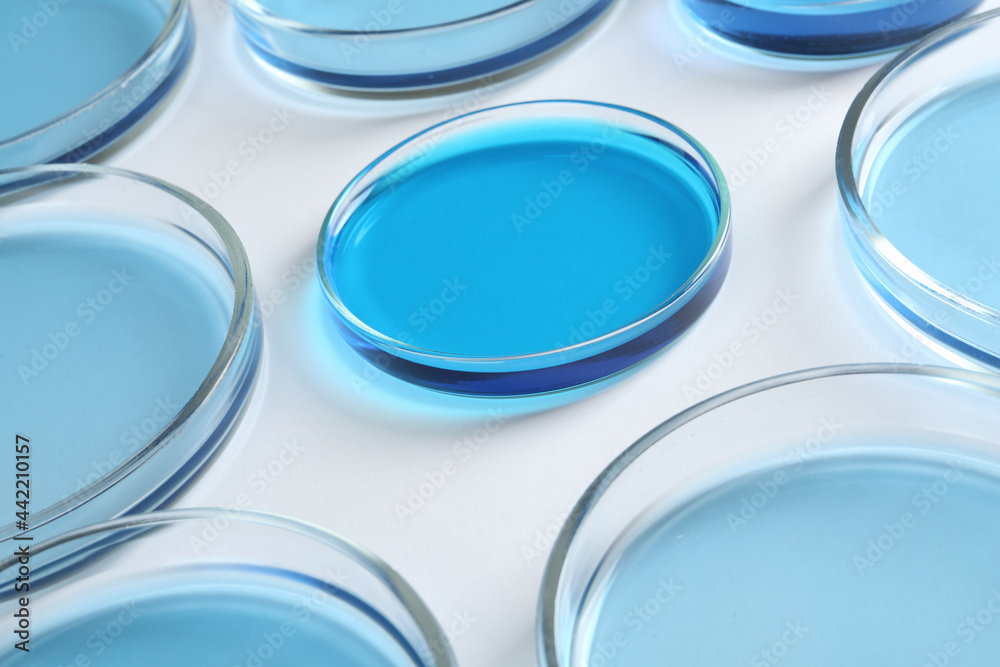 Many Petri dishes with light blue liquids on white background, closeup Many Petri dishes with light blue liquids on white background, closeup
