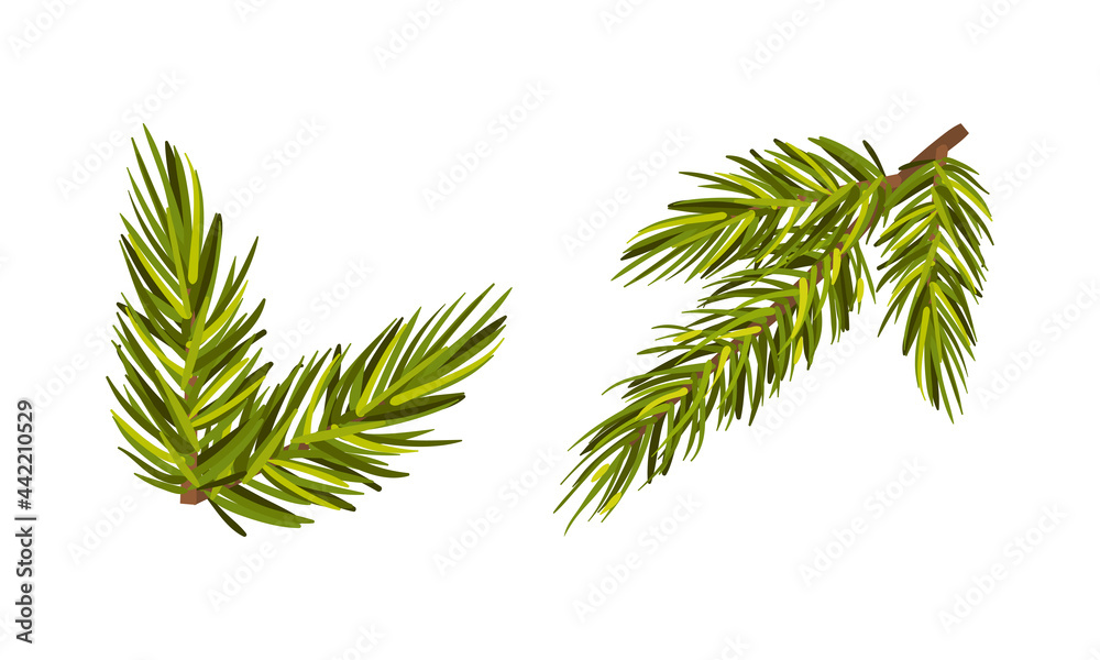 Evergreen Pine Tree Branch with Needle Leaves Vector Set Evergreen Pine Tree Branch with Needle Leaves Vector Set