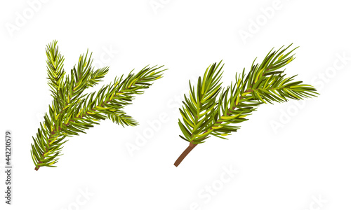 Evergreen Pine Tree Branch with Needle Leaves Vector Set