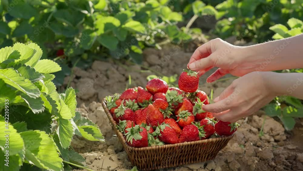 Close-up of the hands of a farm girl putting freshly picked strawberries in a basket. Against the background of a strawberry field there is a basket and a box with strawberries. Close-up of the hands of a farm girl putting freshly picked strawberries in a basket. Against the background of a strawberry field there is a basket and a box with strawberries.