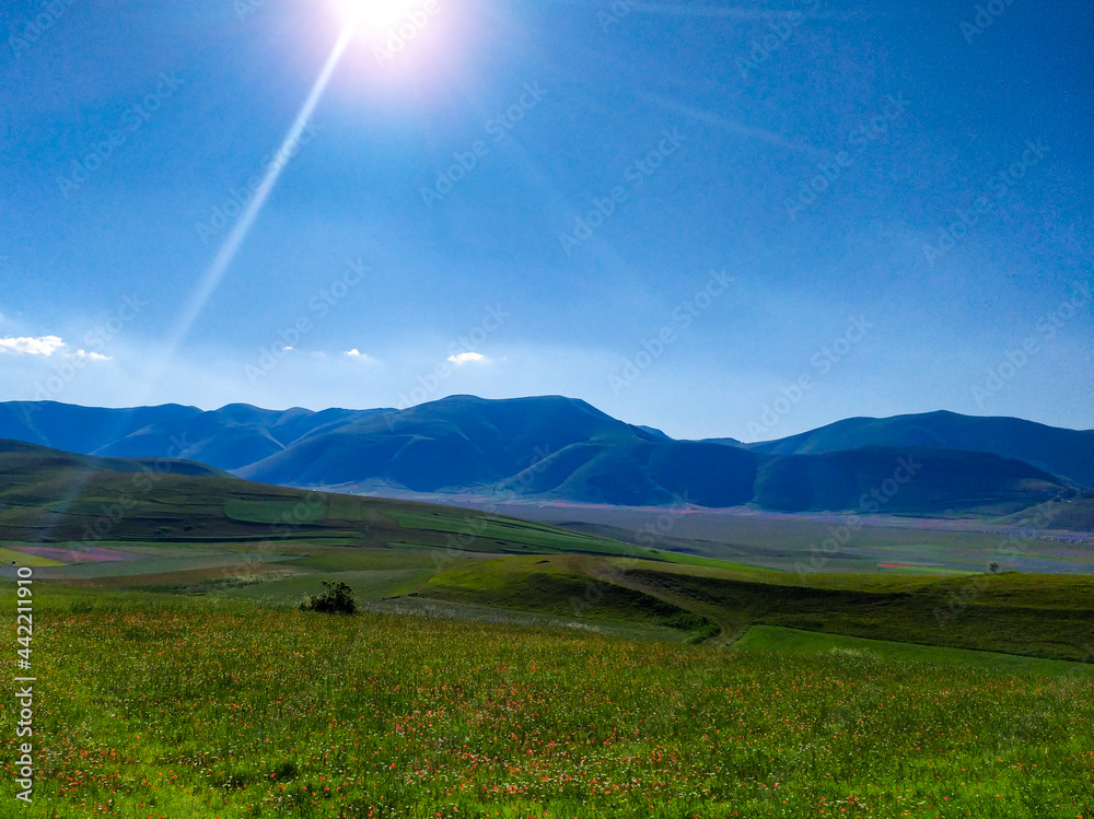Obraz premium fioritura castelluccio di norcia