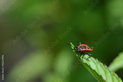 Close-up of a black and red fire bug (Pyrrhocoris apterus) waiting on the leaf of a peppermint plant
