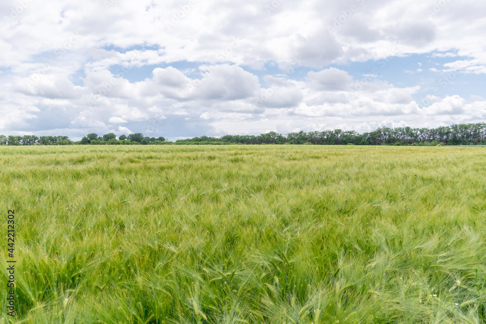 field of growing green barley with many spikelets. Scenic, rural, agrarian view