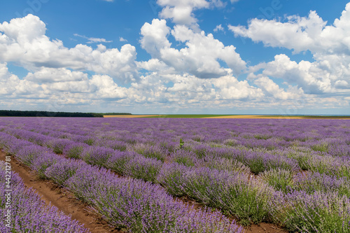 Lavender flower blooming scented fields in endless rows. Day view with fluffy clouds.