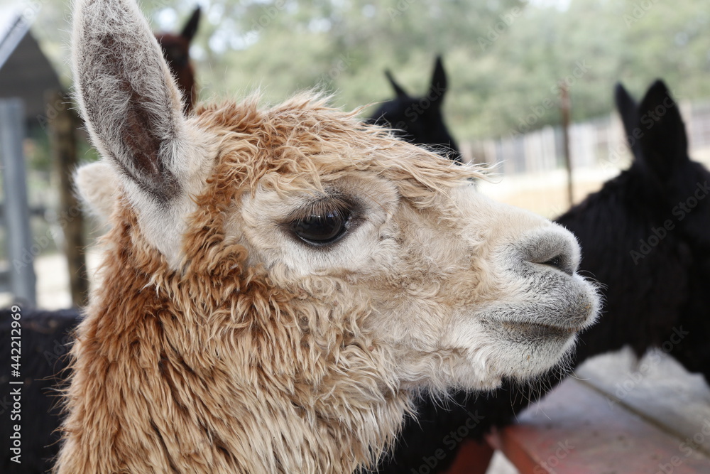 Fototapeta premium Portrait of a cute, young Alpaca