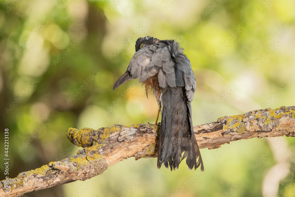 Fototapeta premium Gavilán común posado en una rama con líquenes en el bosque (Accipiter nisus)