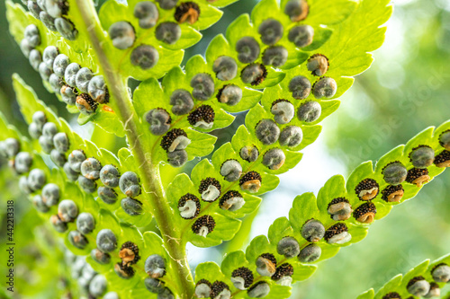 Sporangia on fern. Groupes de sporanges on fern leaves. Reproduction of olypodiopsida or Polypodiophyta. photo