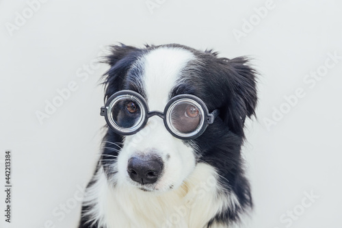 Funny portrait of puppy dog border collie in comical eyeglasses isolated on white background. Little dog gazing in glasses like student professor doctor. Back to school. Cool nerd style. Funny pets. © Юлия Завалишина