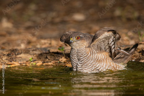 Gavilán común bañándose en el estanque del bosque (Accipiter nisus)