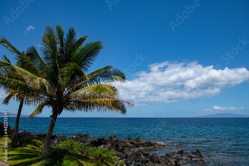 Landscape tranquil beach. Hawaii background, tropical Hawaiian paradise with palm. © Volodymyr