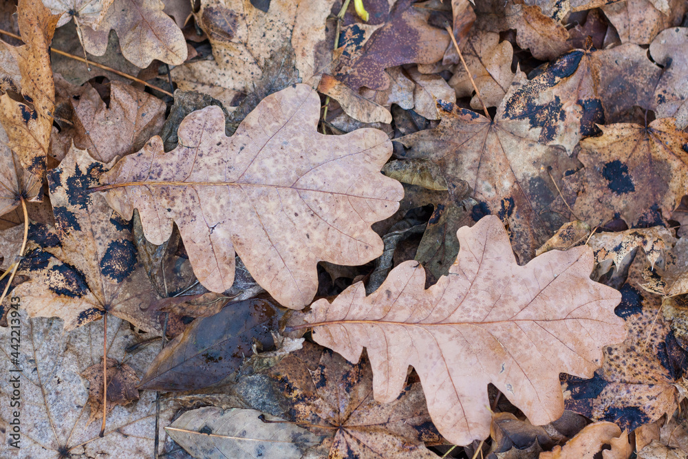 Dry autumn oak leaves lie on fallen leaves Dry autumn oak leaves lie on fallen leaves