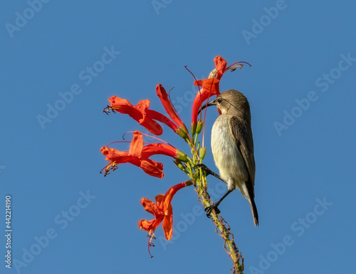 One female whitebellied sunbird feeding on a red flower with clear blue sky background photo