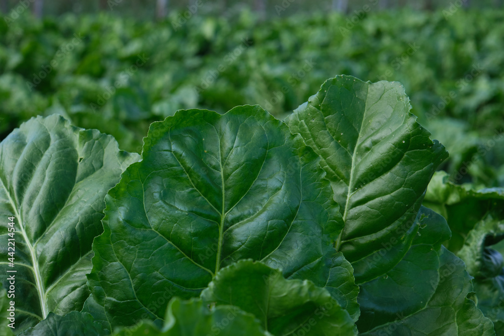 Beet plants green leaves