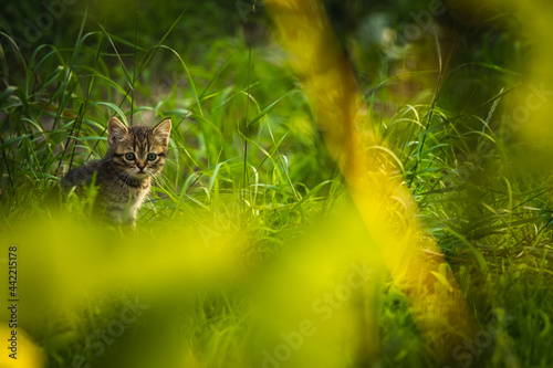 Brown stray kitten in the grass hiding and surviving concept photo