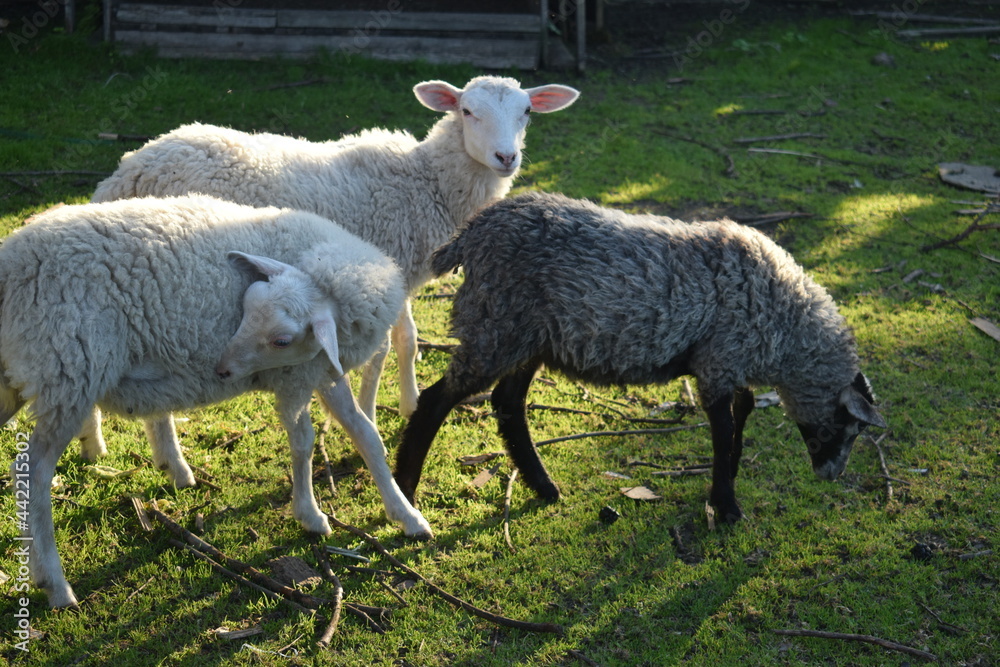 Obraz premium ewe and lamb