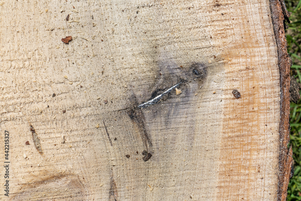 metal nail ingrown on a wooden board metal nail ingrown on a wooden board