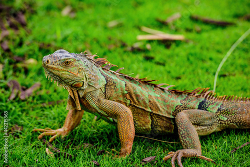 Green iguana also known as the American iguana is a lizard reptile in the genus Iguana in the iguana family. photo