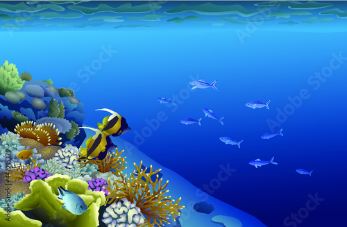 Coral reef underwater view