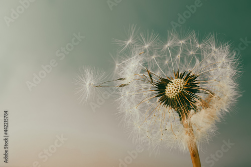 Beautiful dandelion flower on light blue background  closeup. Space for text
