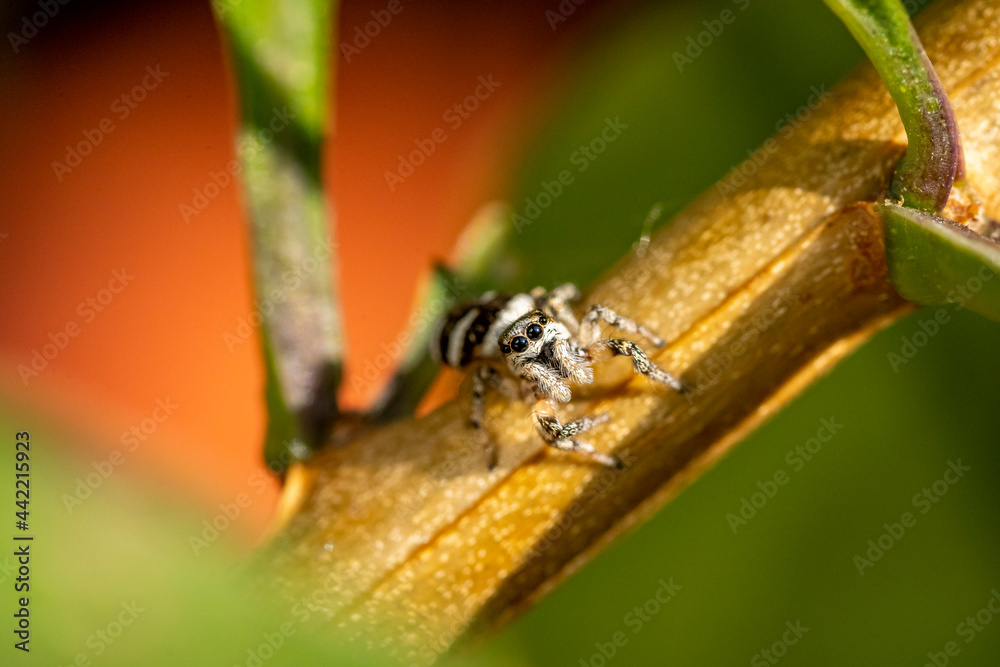 Garten, Pflanzen, Insekten, Spinnen, Tiere, Käfer, Schnecken Garten, Pflanzen, Insekten, Spinnen, Tiere, Käfer, Schnecken