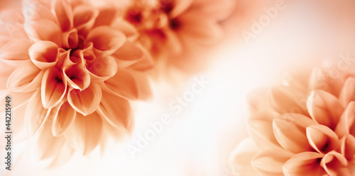 Autumn floral composition made of fresh yellow dahlia on light pastel backgro...