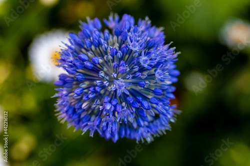 close up of a blue flower