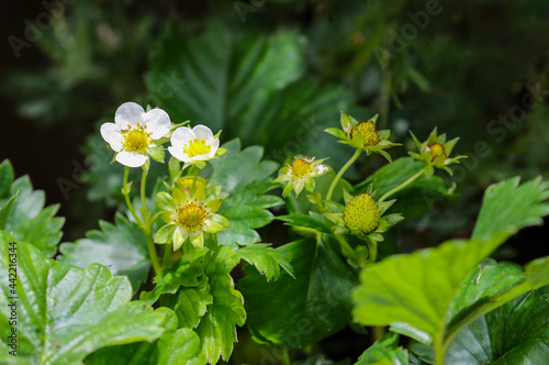 Strawberry fruits or Strawberries 