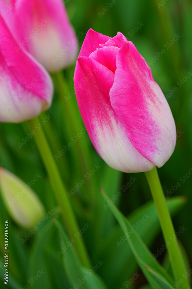 Pink and white tulip flowers in the spring garden Pink and white tulip flowers in the spring garden