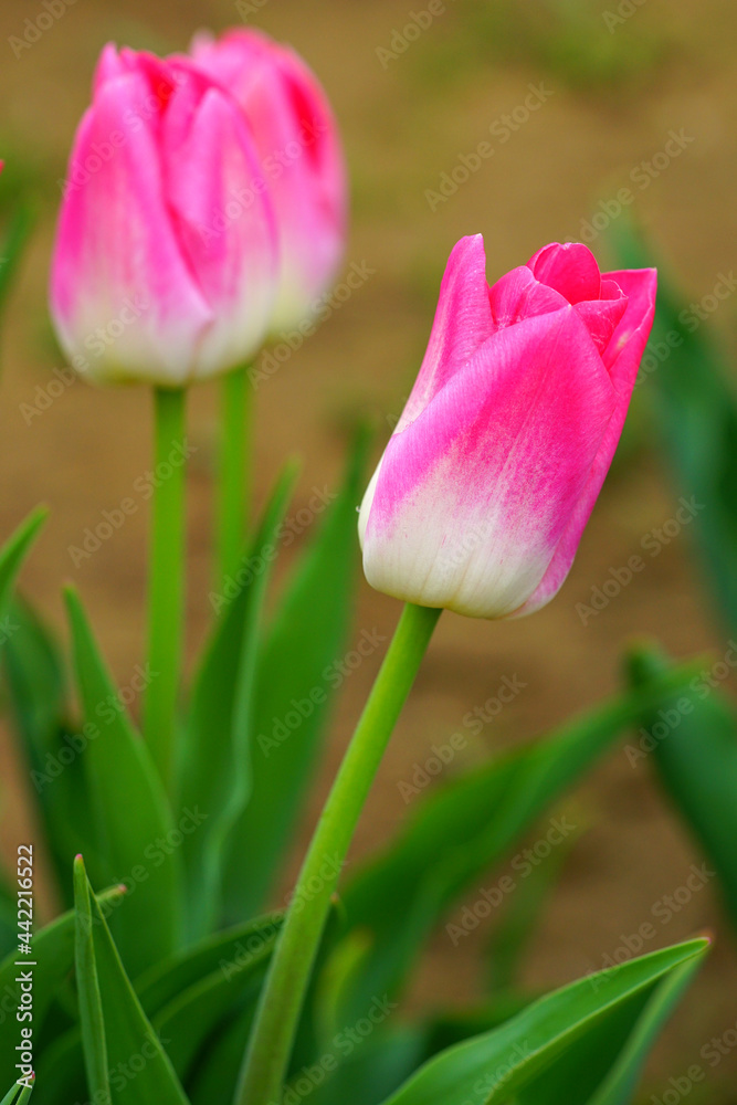 Pink and white tulip flowers in the spring garden Pink and white tulip flowers in the spring garden