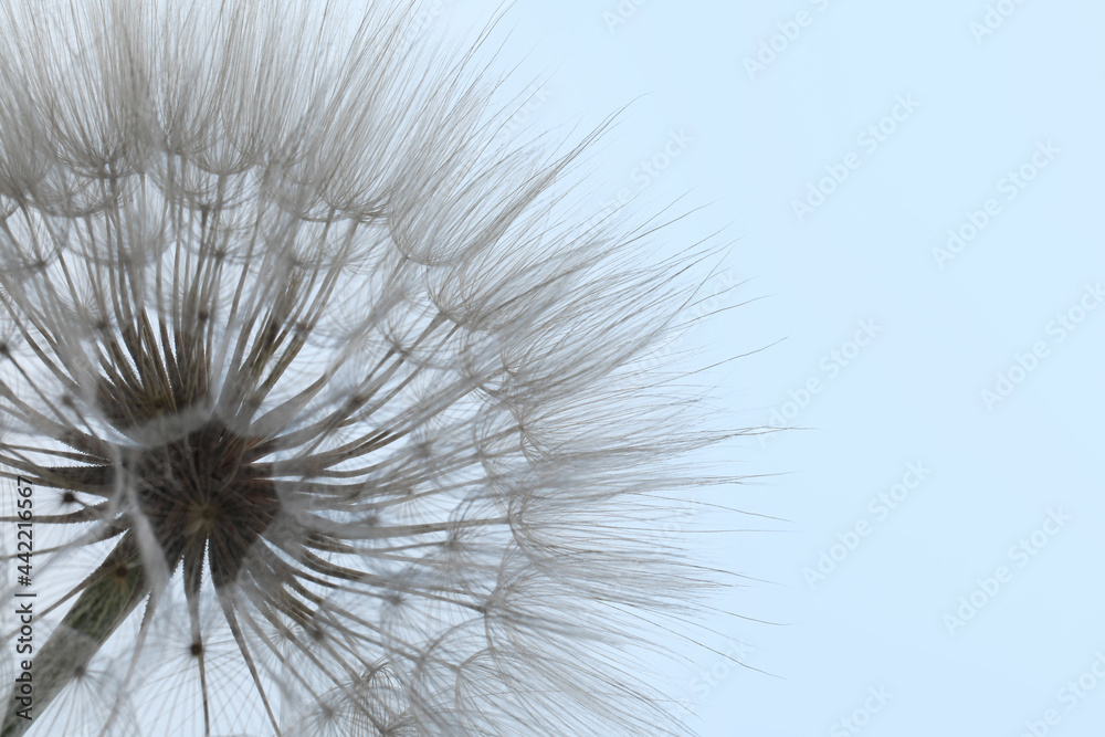 Beautiful fluffy dandelion flower on light background, closeup. Space for text