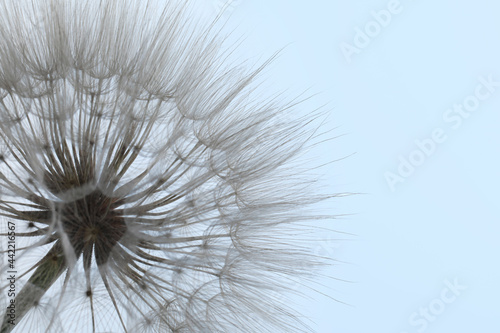 Beautiful fluffy dandelion flower on light background  closeup. Space for text