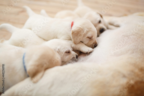 healthy Labrador puppies suck milk bitch close up with copy space for text. Cute golden retriever puppies sucking breast with milk from his mom. labrador puppies one month old with their mother © mihail_pustovit